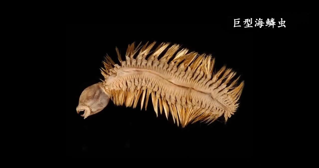 第一个是巨型海鳞虫,身长二十几米,也很重,拎起来像一个西瓜一样,身上