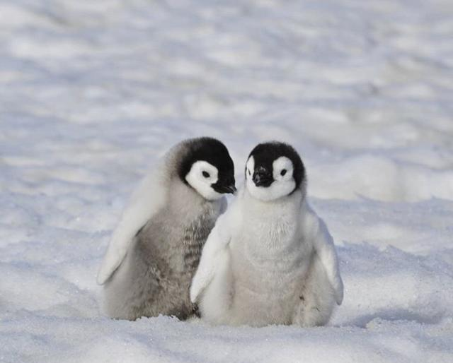一只可爱的孤单小企鹅找到了它的伙伴温暖了彼此