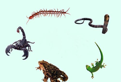 端午节习俗之一避五毒,你知道是哪五毒吗?