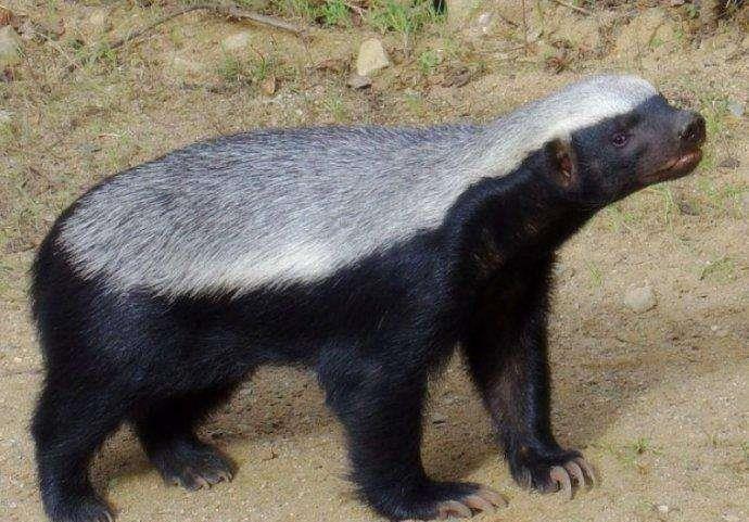 世界上"最胆大"的动物,天不怕地不怕,人送外号"平头哥"!