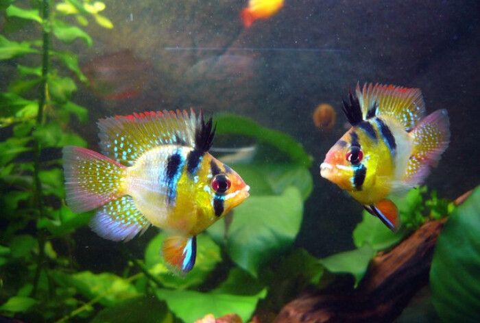 荷兰凤凰鱼性情温和易饲养,几乎终日在水族箱中不停地游动!