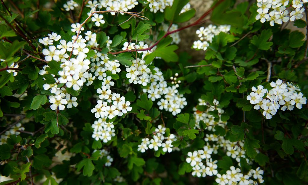 摄影深山里的绣线菊