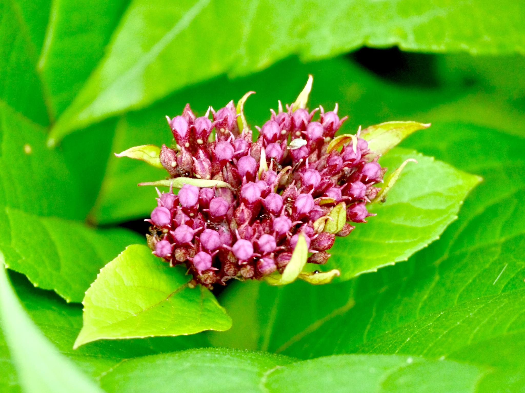 美丽的花确有一个大俗的名字尖齿臭茉莉别名臭牡丹