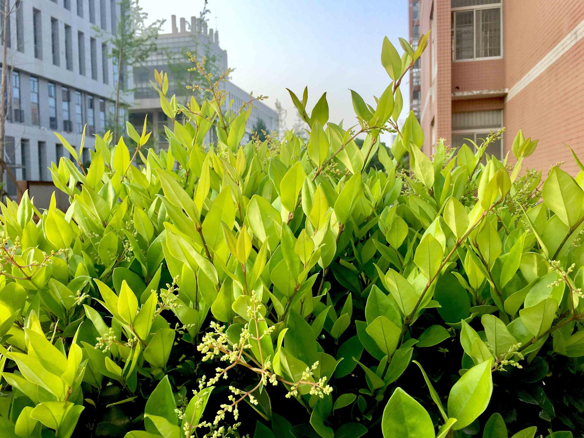 小叶女贞花有点香