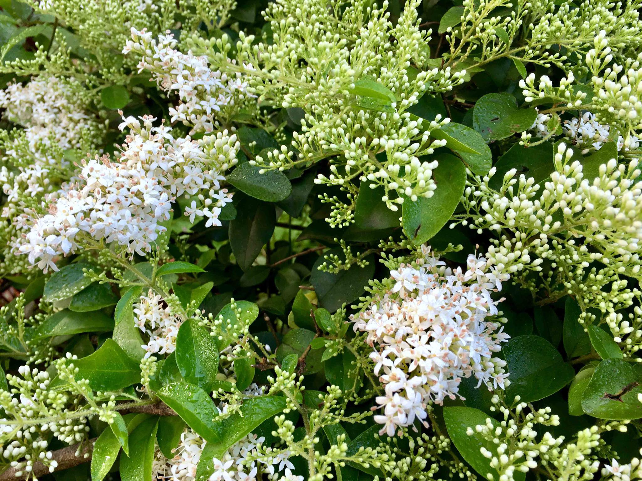 小叶女贞,花有点香