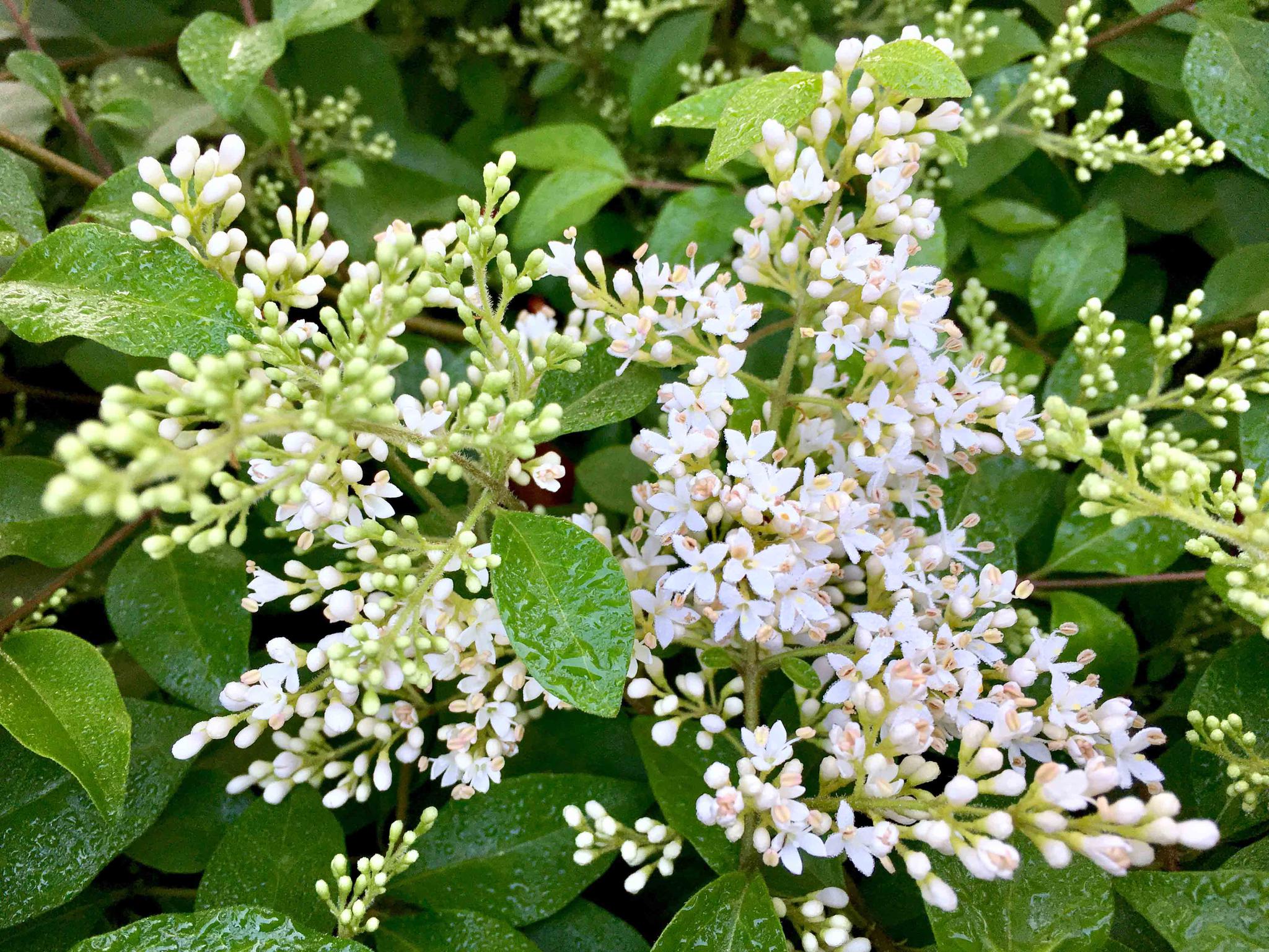 小叶女贞花有点香
