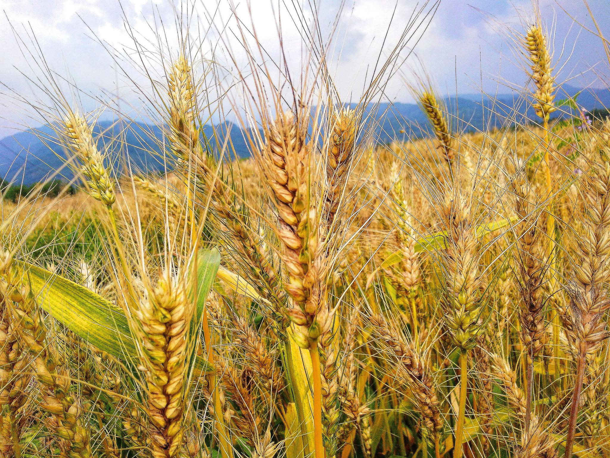 麦田那边不止是美丽的乡村风景