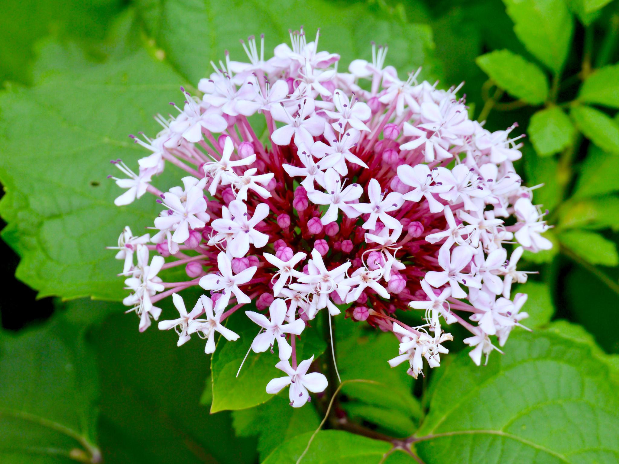 美丽的花确有一个大俗的名字尖齿臭茉莉别名臭牡丹