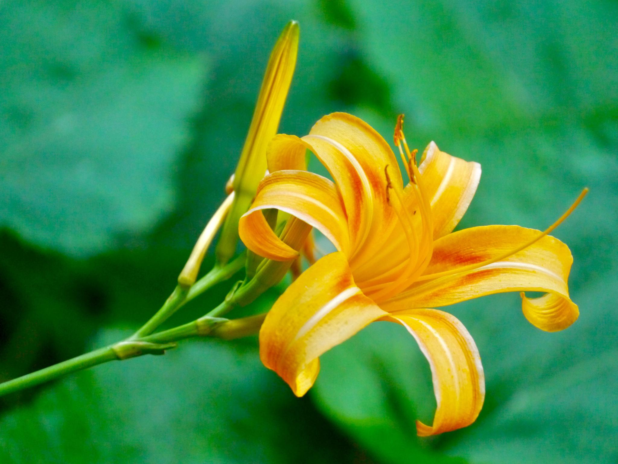 萱草花(忘忧草)|萱草花|忘忧草_新浪新闻