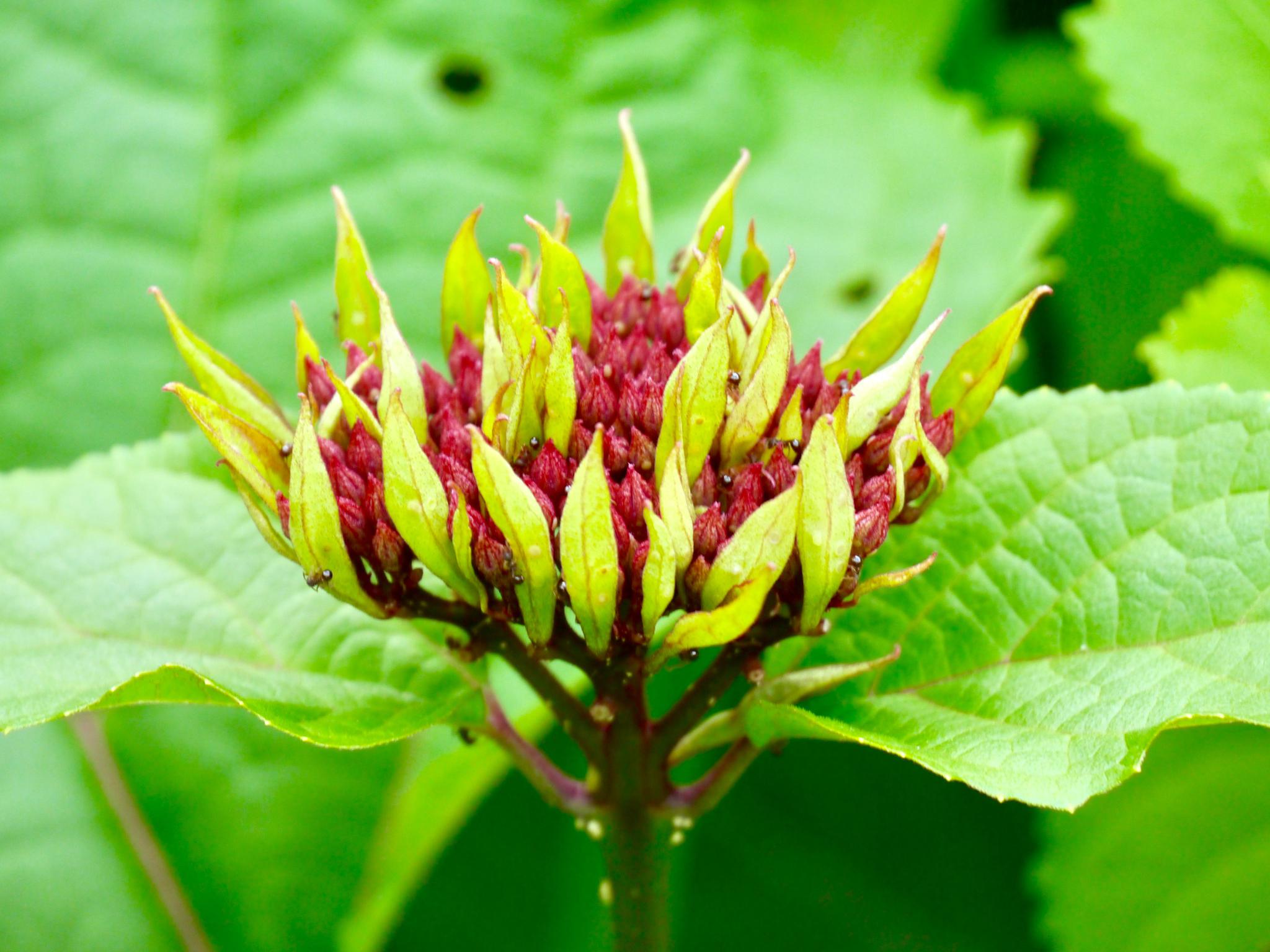 美丽的花确有一个大俗的名字尖齿臭茉莉别名臭牡丹