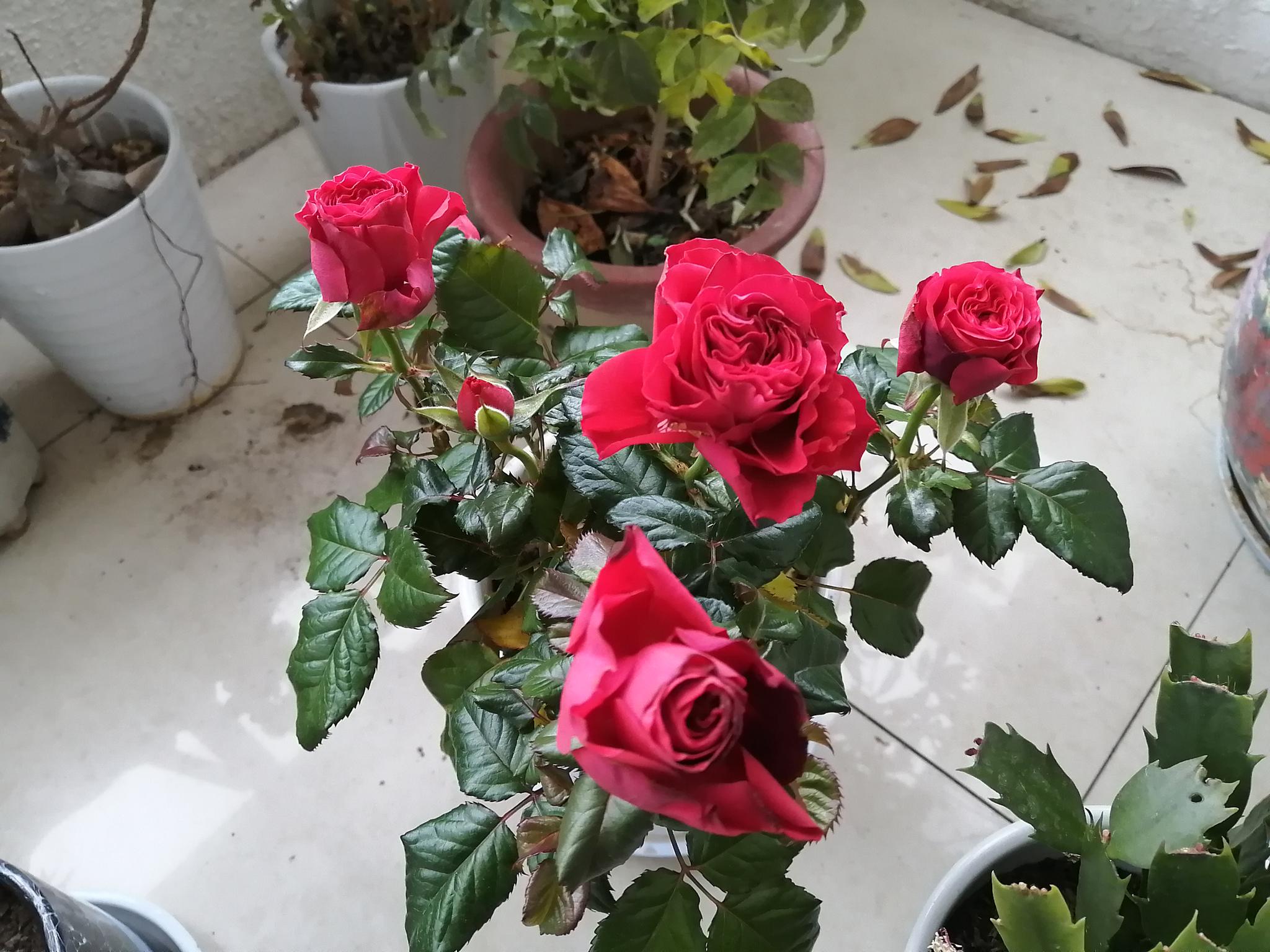 正月十八 欣赏阳台上的瑞香 玫瑰和百合