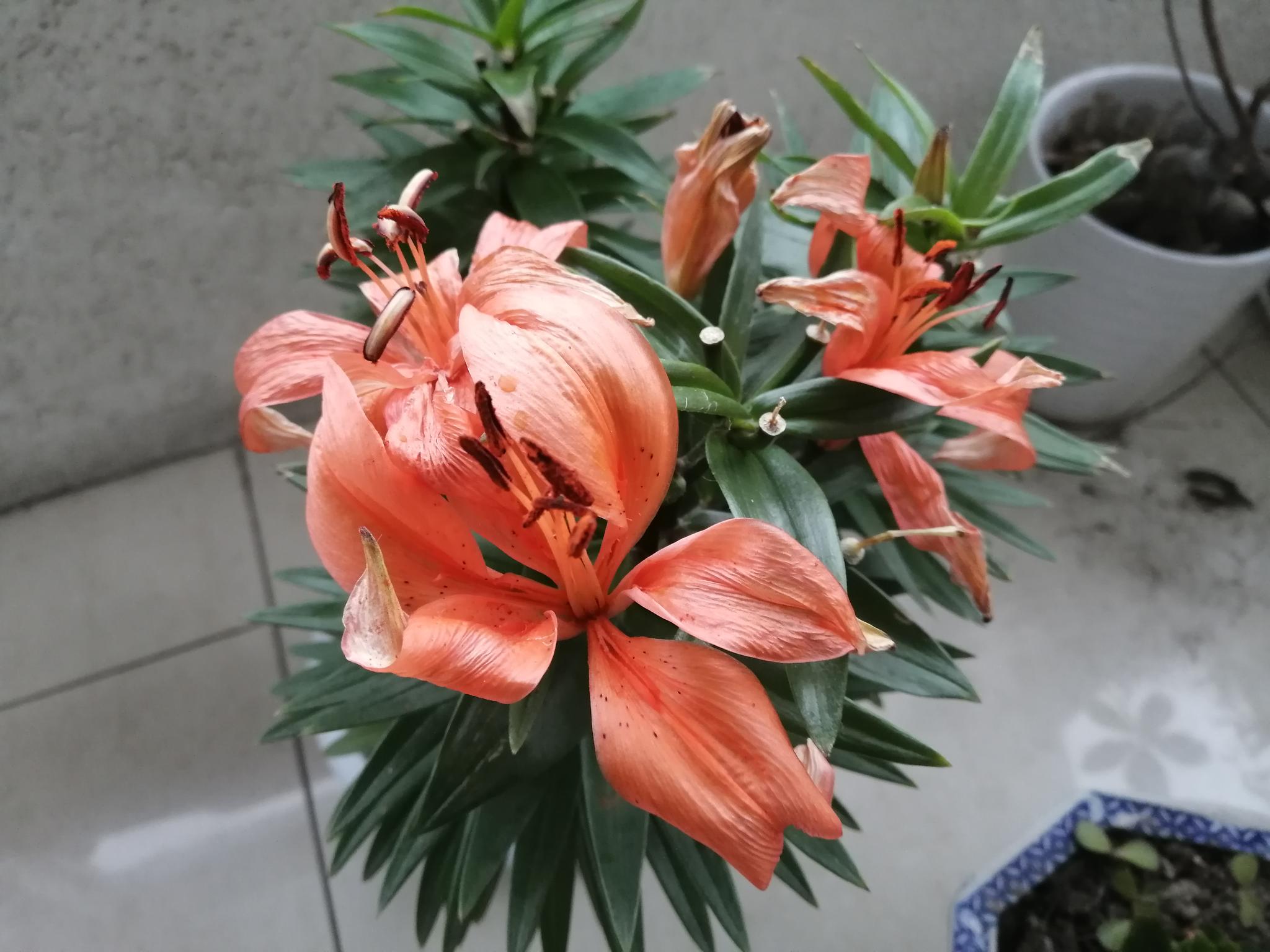 正月二十一 情人节赏花 高清图集 新浪网 正月二十一 情人节赏花 高清图集 新浪网