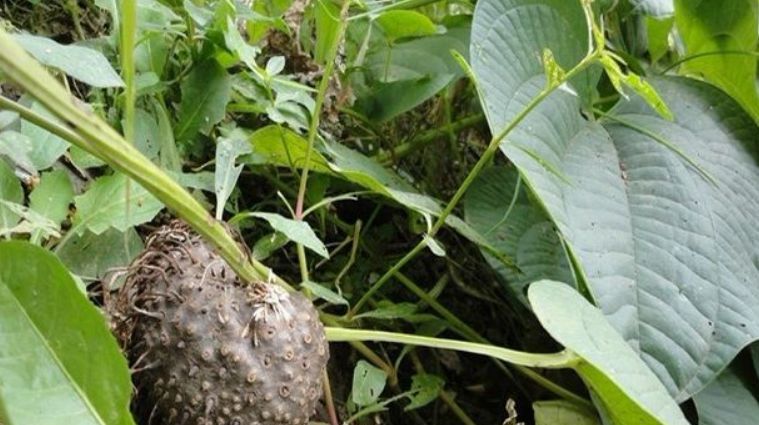 俗称"红药子"可用来制作染料,素有"软黄金"的美誉!_高清图集_新浪网