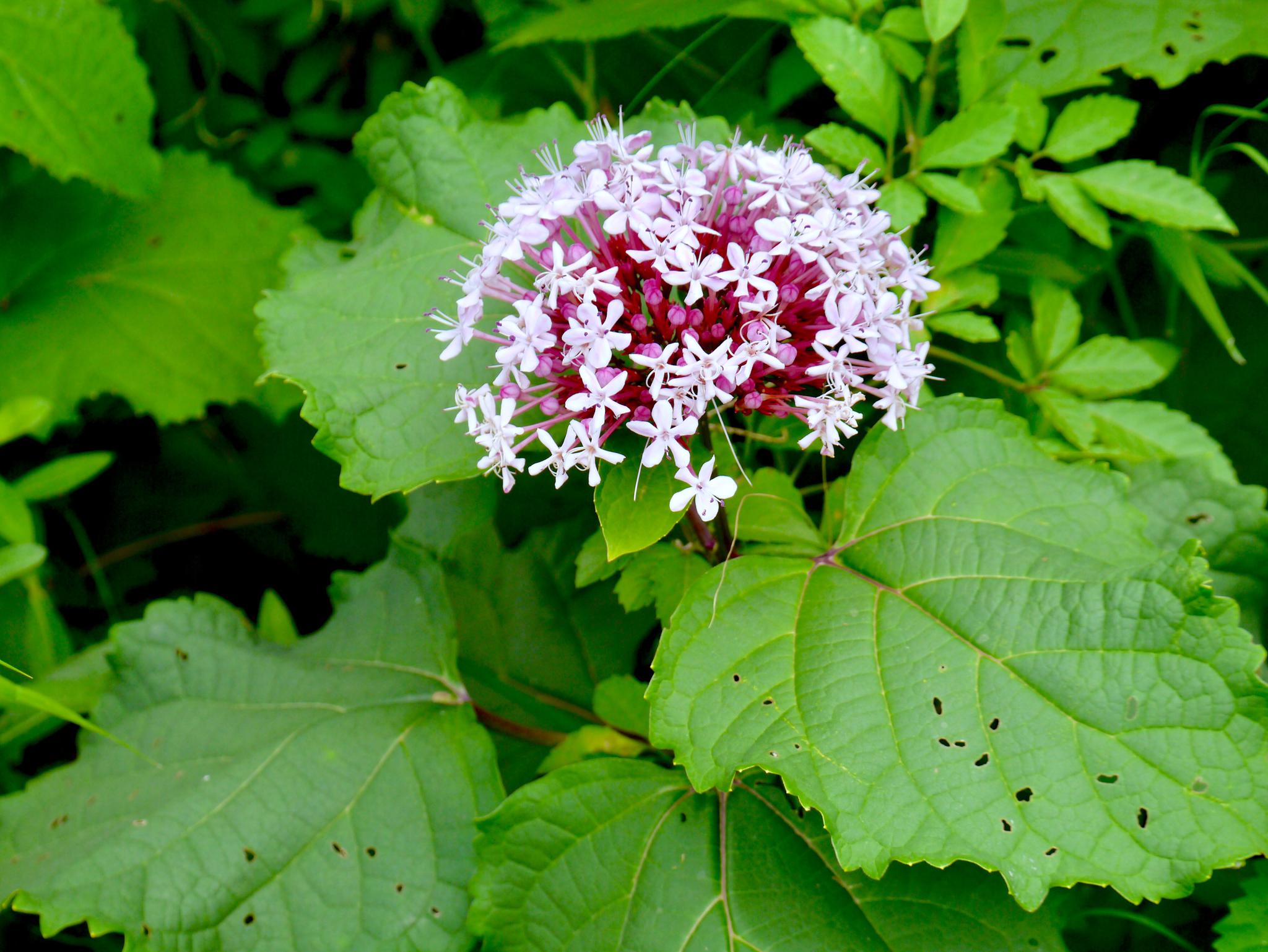 美丽的花确有一个大俗的名字尖齿臭茉莉别名臭牡丹
