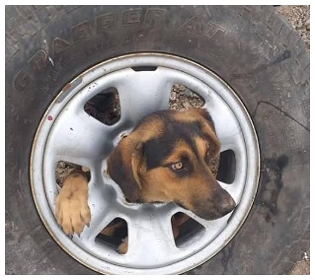 狗狗寻找食物时头被卡在废弃轮胎中部,画面搞笑