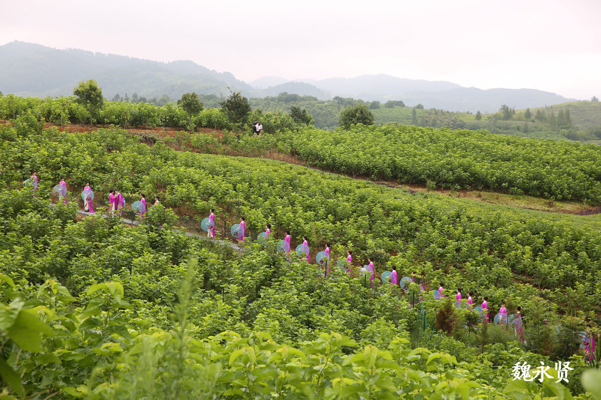 万亩桑海里秀丝绸服装,金蚕之乡演绎醉美丝路风情