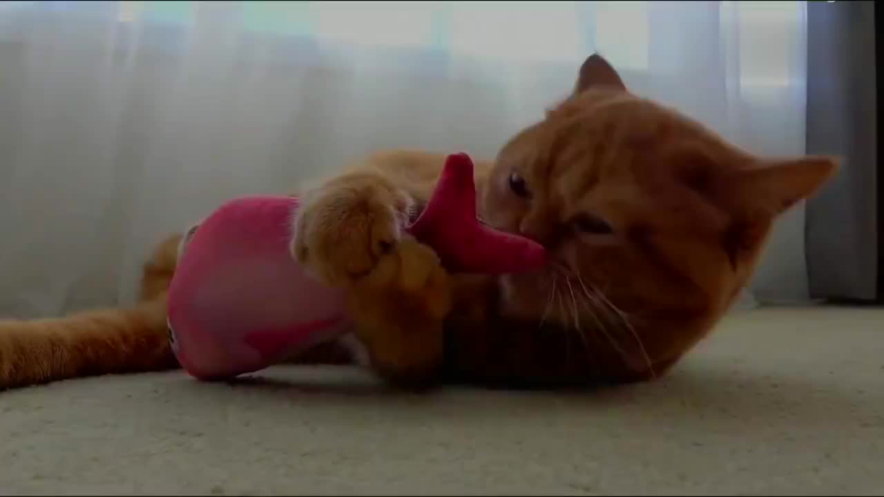 为何猫吃鱼从来不怕卡刺?画面放慢100倍后?解