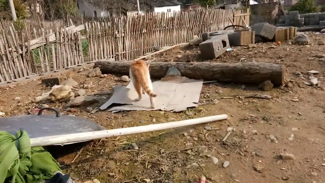 一只边晒太阳边舔毛的农村橘猫,生活悠闲自在