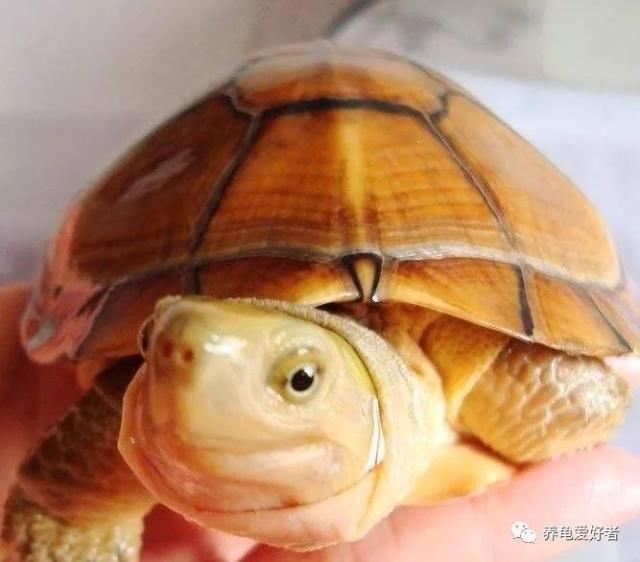 黄喉小青的发色,我们能做些什么