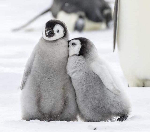 一只可爱的孤单小企鹅找到了它的伙伴温暖了彼此