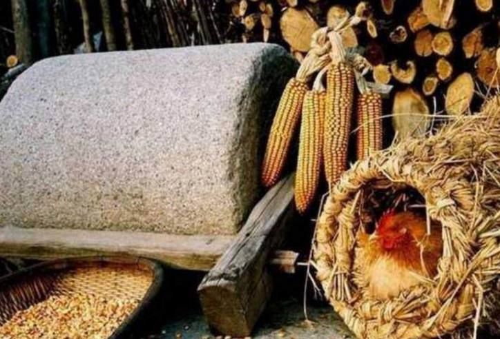 大树营鸡窝在哪里｜实测地点与实用搭建指南详解