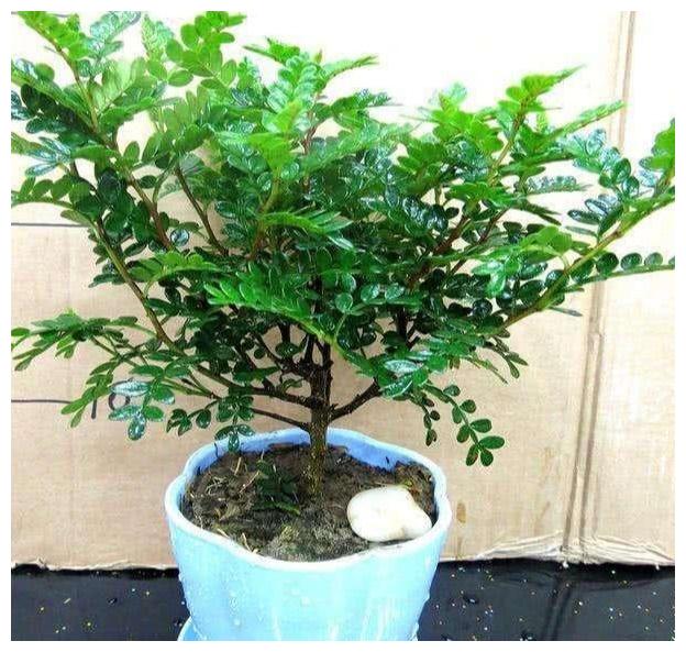 这“5种”植物，寓意“吉祥”，还能吸甲醛，家里1盆，身体更健康
