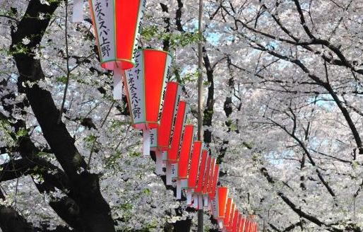 上野公园 上野的樱花烂漫的时节 望去却也像绯红的轻云 上野公园 上野的樱花烂漫的时节 望去却也像绯红的轻云