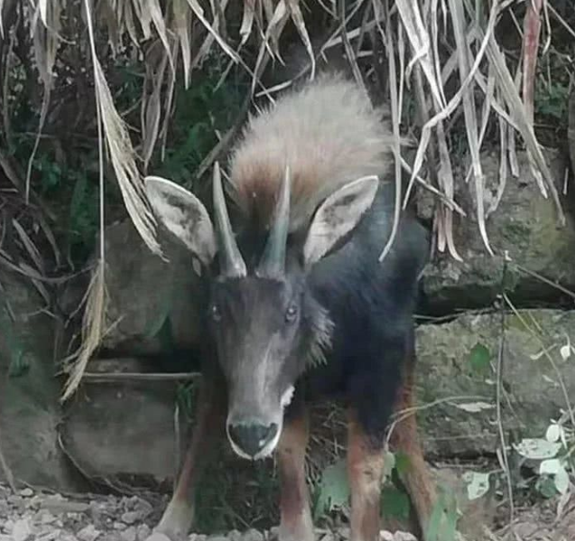 金华发现一只"四不像"这头200多斤的野生动物,很多人都没见过