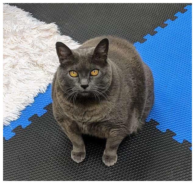 好可爱的胖蓝猫,能不动就尽量躺着,懒出新高度了