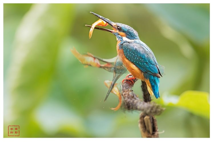 慧眼看世界 一组高清图片让你真正了解翠鸟是如何觅食的