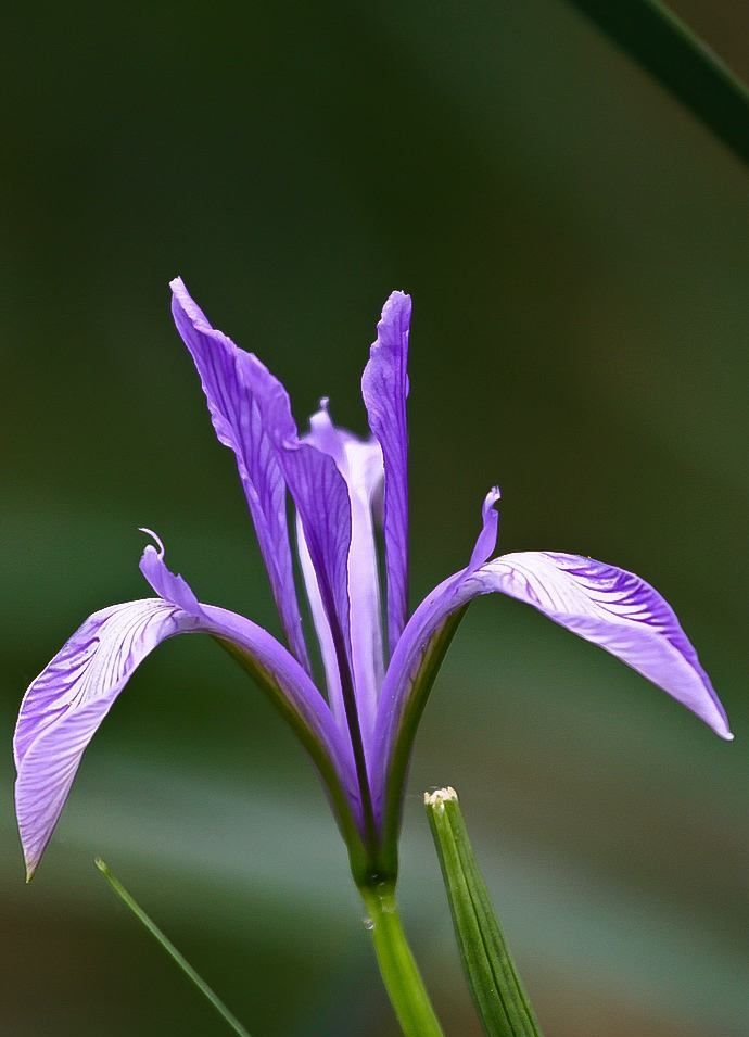 幼儿园《马兰花》教案 亲子游戏要怎么设计 活动内容和目标有哪些