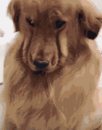 爆笑GIF:超市里爬在购物车上玩滑行