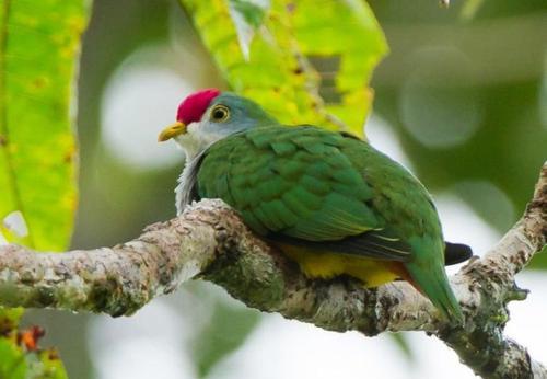 世界上最特别的3种鸟,金果鸠榜上有名,外表十分呆萌可爱!