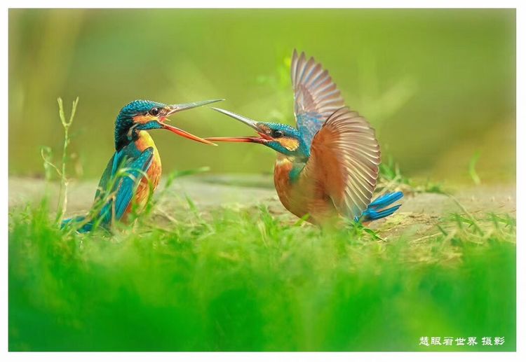 慧眼看世界 一组高清图片让你真正了解翠鸟是如何觅食的