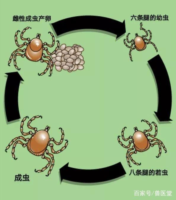 又是一年春来到蜱虫危害早知道如何防范蜱虫叮咬