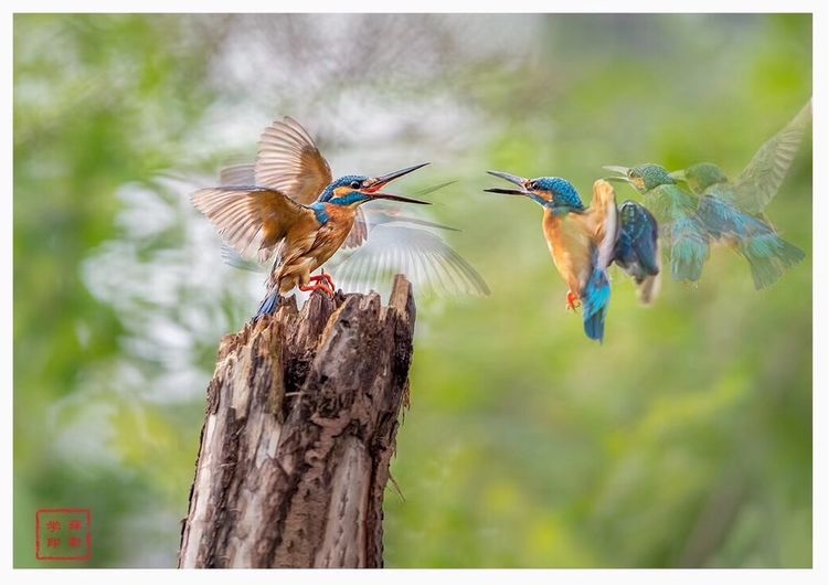 慧眼看世界 一组高清图片让你真正了解翠鸟是如何觅食的