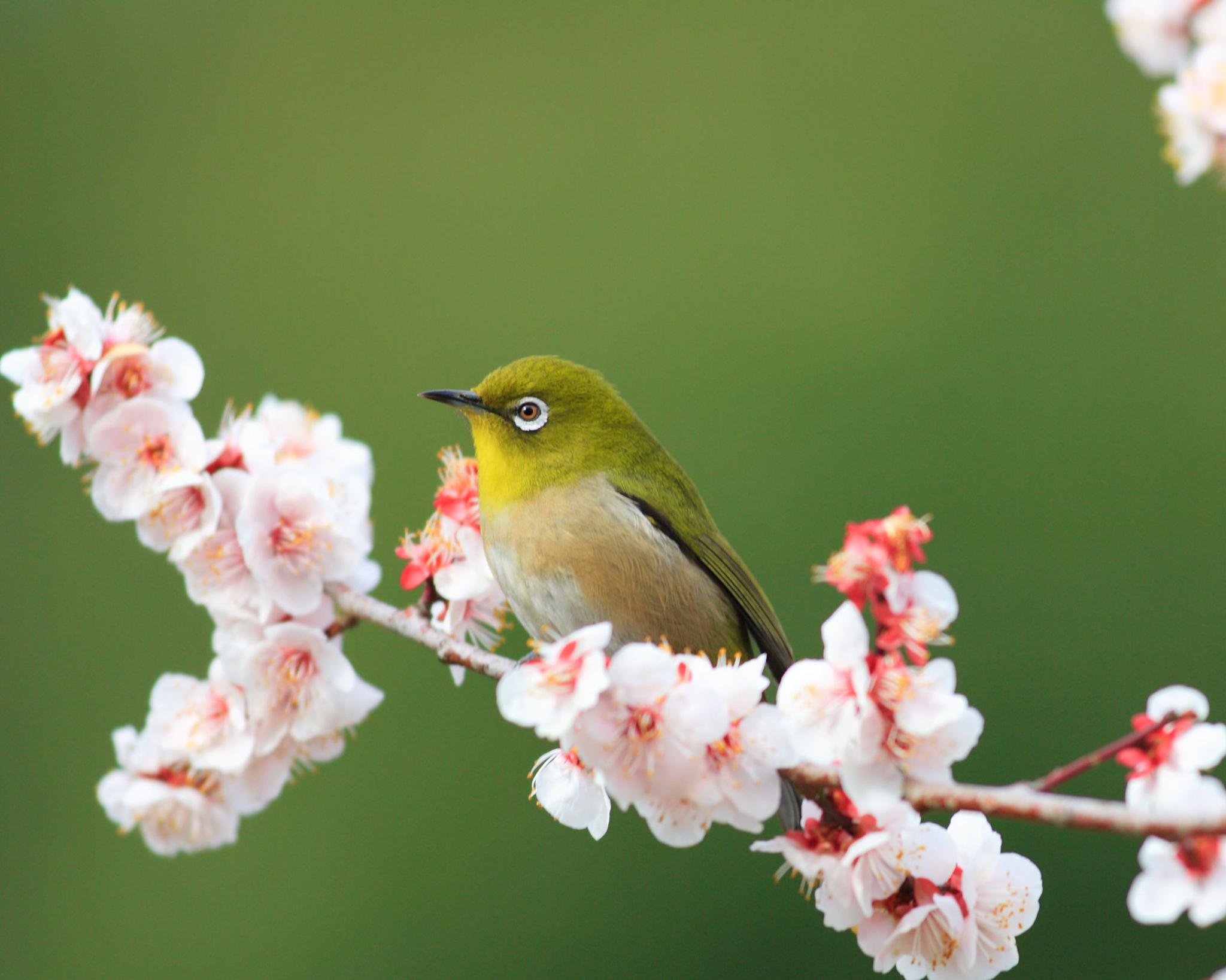 可爱的知更鸟快来欣赏一下吧