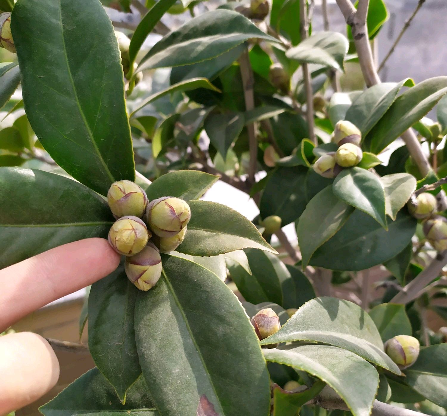 茶花的花苞太多了现在疏掉花蕾还来得及吗