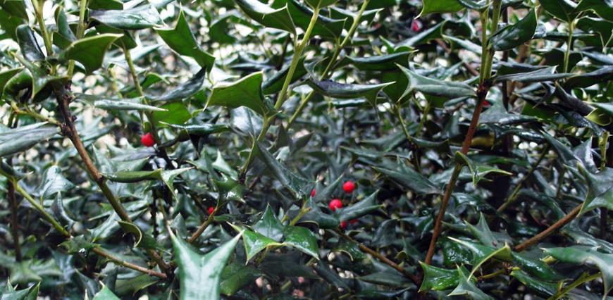 农村这种树被称为鸟不落之前当成柴火用如今一株卖上千元