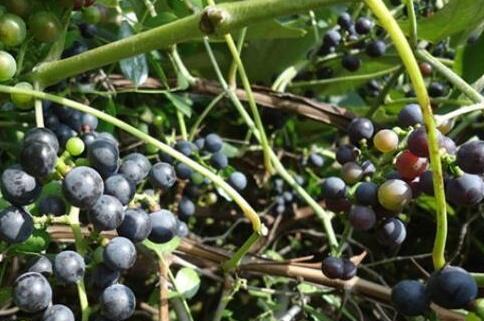 农村一种紫黑色野果家乡童年吃的味道小时候今常吃