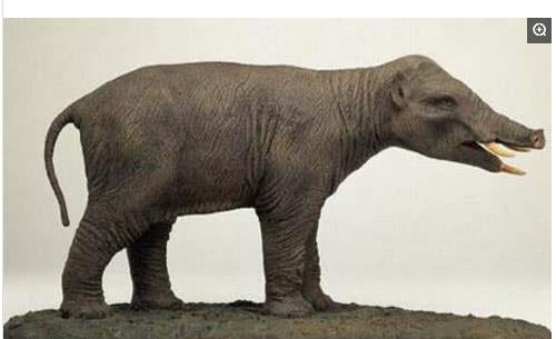 始祖象|乳齿象|猛犸象_新浪新闻