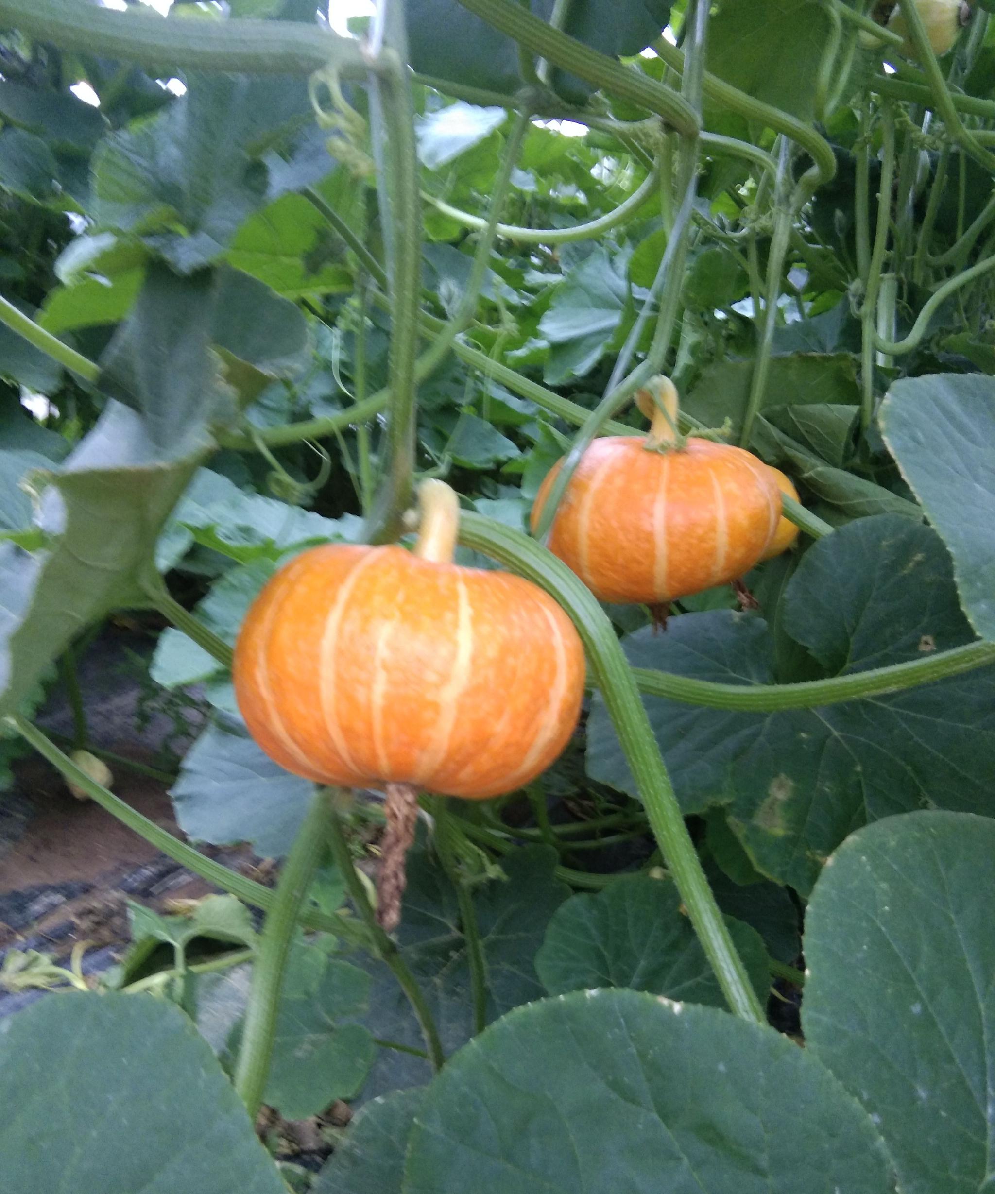 高端西洋南瓜,南瓜种植户致富的新选择