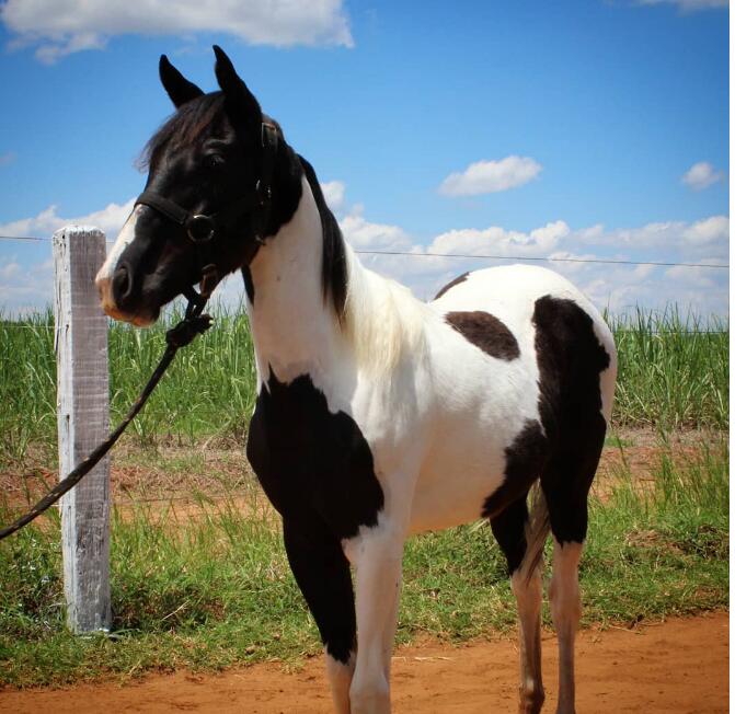 一头秀发比人类还飘逸 15只"美到能直接拍广告"的巨星级马儿!