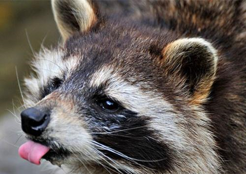 《怒晴湘西》中吃猫的狸子是什么动物其实特效严重的误导了观众