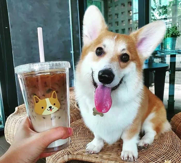 泰国提供另类"狗咖"服务:进门后,12只小柯基犬同时陪你喝咖啡