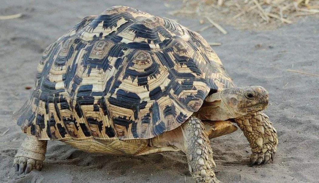 世界上爬行速度最快的乌龟时速028米每秒是普通乌龟的三倍