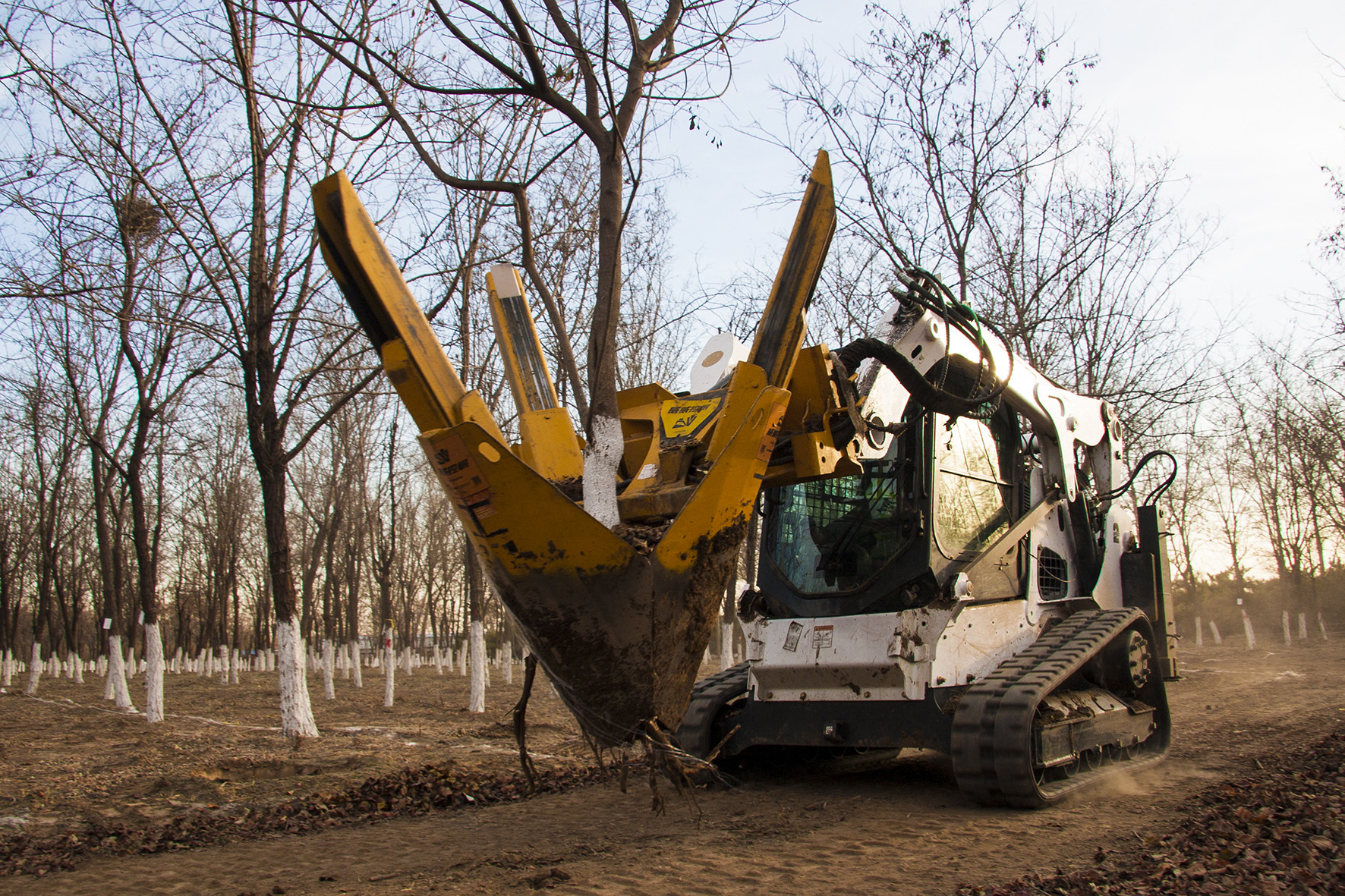 威威挖树机甘肃兰州作业,威斯塔租赁放心可靠