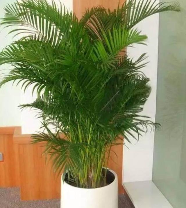 这6种特别耐旱耐阴的室内盆栽,几个月不管也没有问题新手也不怕|植物