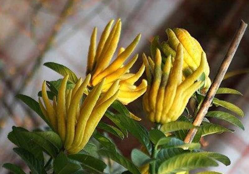 蜜罗柑种植管理要注意,光温环节很关键,这些管理知识要了解