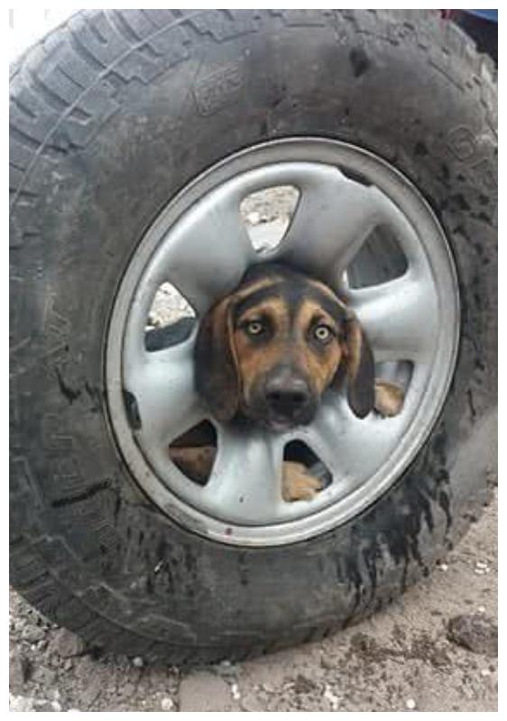 狗狗寻找食物时头被卡在废弃轮胎中部,画面搞笑